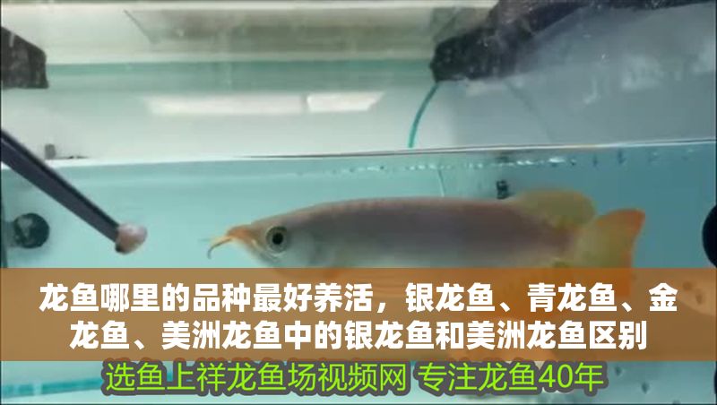龍魚哪里的品種最好養(yǎng)活，銀龍魚、青龍魚、金龍魚、美洲龍魚中的銀龍魚和美洲龍魚區(qū)別