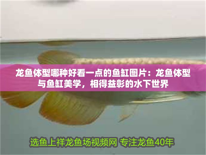 龍魚體型哪種好看一點的魚缸圖片：龍魚體型與魚缸美學，相得益彰的水下世界
