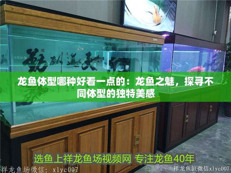 龍魚體型哪種好看一點(diǎn)的：龍魚之魅，探尋不同體型的獨(dú)特美感