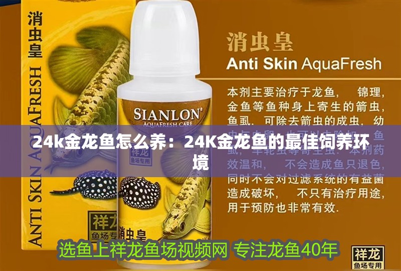 24k金龍魚怎么養(yǎng)：24K金龍魚的最佳飼養(yǎng)環(huán)境