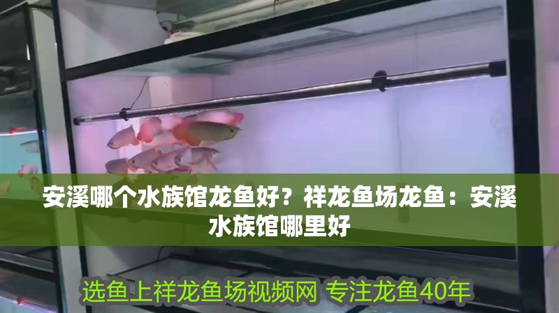 安溪哪個(gè)水族館龍魚好？祥龍魚場(chǎng)龍魚：安溪水族館哪里好