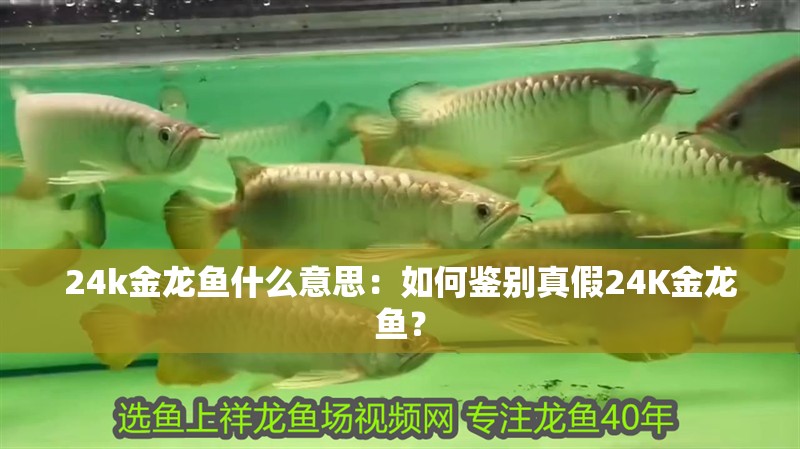 24k金龍魚什么意思：如何鑒別真假24K金龍魚？