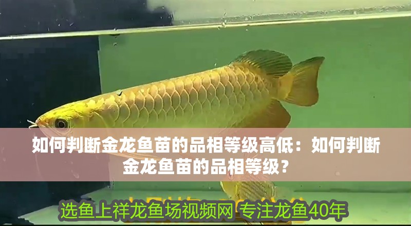如何判斷金龍魚苗的品相等級(jí)高低：如何判斷金龍魚苗的品相等級(jí)？