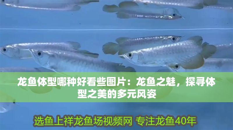龍魚體型哪種好看些圖片：龍魚之魅，探尋體型之美的多元風姿