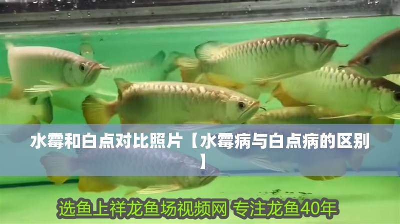 水霉和白點對比照片【水霉病與白點病的區別】