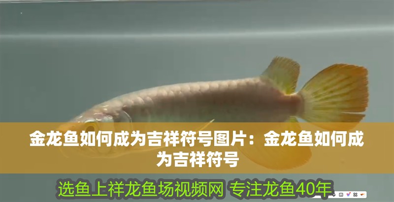 金龍魚如何成為吉祥符號圖片：金龍魚如何成為吉祥符號