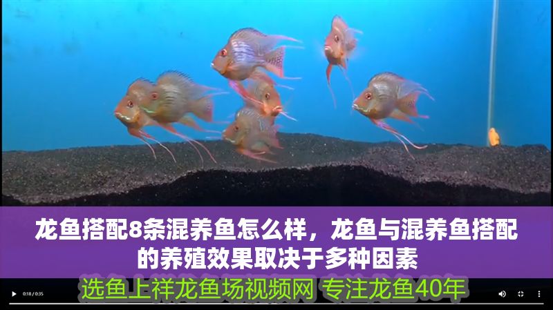 龍魚搭配8條混養魚怎么樣，龍魚與混養魚搭配的養殖效果取決于多種因素 龍魚搭配8條混養魚怎么樣，龍魚與混養魚搭配的養殖效果取決于多種因素 龍魚百科 第2張