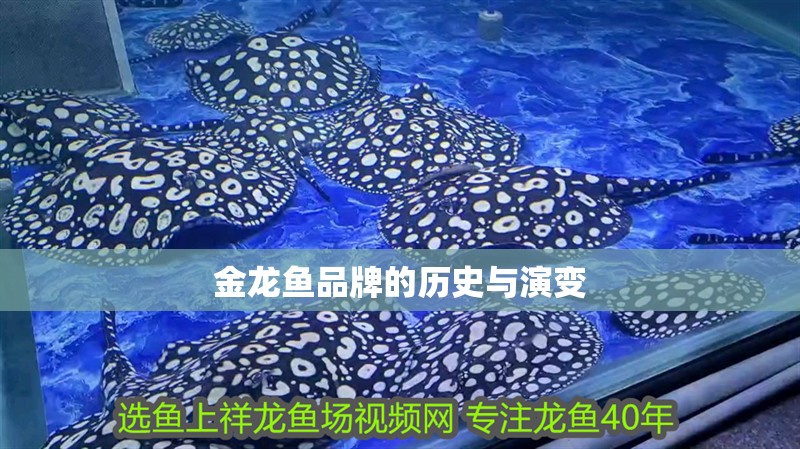 金龍魚品牌的歷史與演變