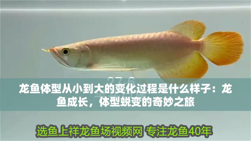 龍魚體型從小到大的變化過程是什么樣子：龍魚成長，體型蛻變的奇妙之旅