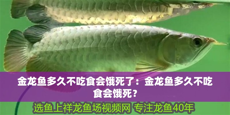 金龍魚(yú)多久不吃食會(huì)餓死了：金龍魚(yú)多久不吃食會(huì)餓死？