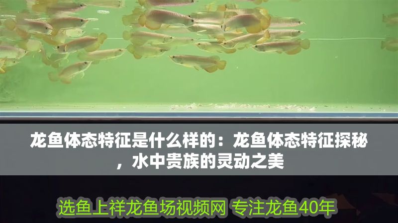 龍魚體態特征是什么樣的：龍魚體態特征探秘，水中貴族的靈動之美