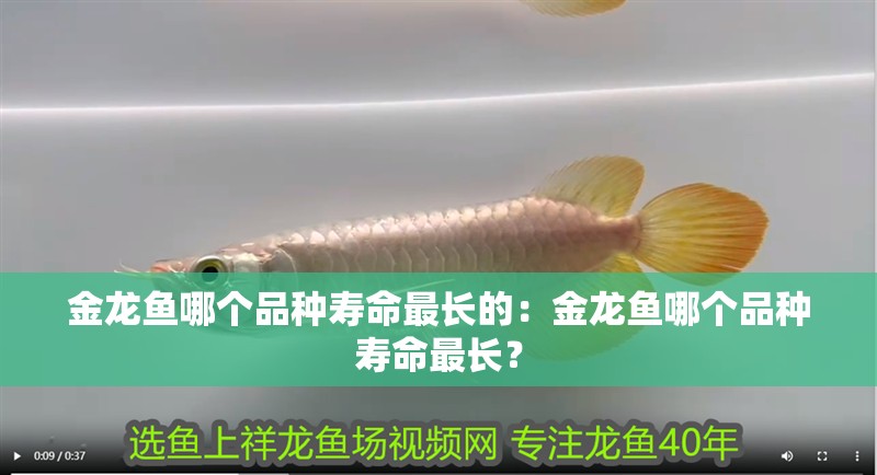 金龍魚哪個品種壽命最長的：金龍魚哪個品種壽命最長？