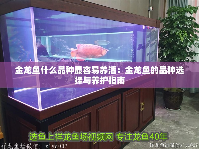 金龍魚什么品種最容易養(yǎng)活：金龍魚的品種選擇與養(yǎng)護(hù)指南