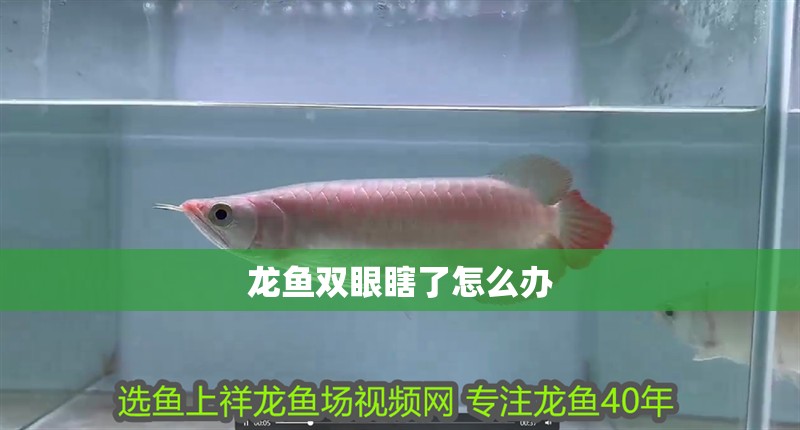 龍魚雙眼瞎了怎么辦