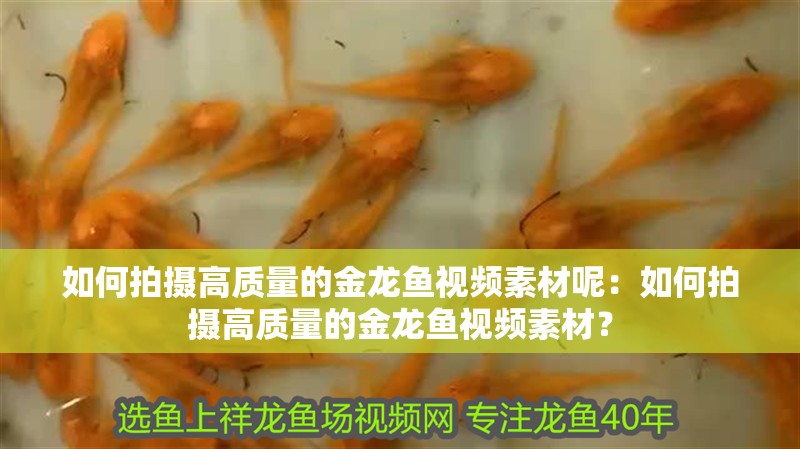 如何拍攝高質量的金龍魚視頻素材呢：如何拍攝高質量的金龍魚視頻素材？