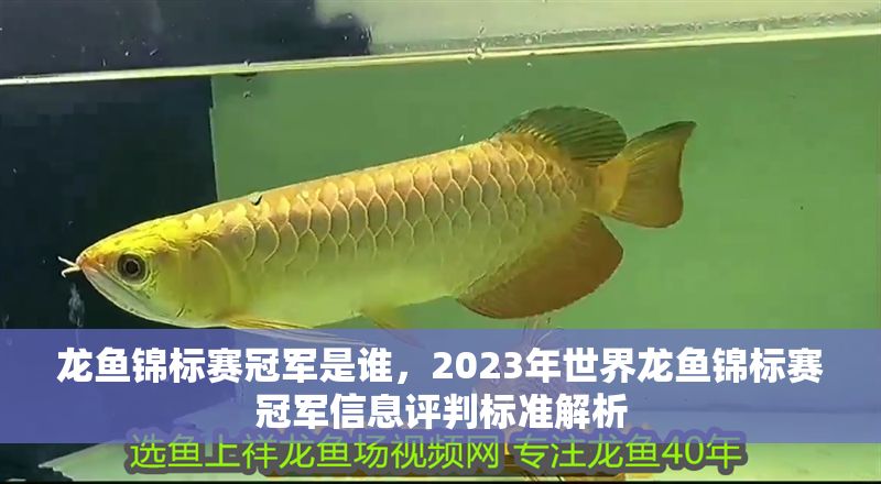龍魚錦標(biāo)賽冠軍是誰(shuí)，2023年世界龍魚錦標(biāo)賽冠軍信息評(píng)判標(biāo)準(zhǔn)解析