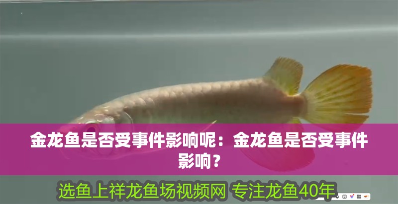 金龍魚是否受事件影響呢：金龍魚是否受事件影響？