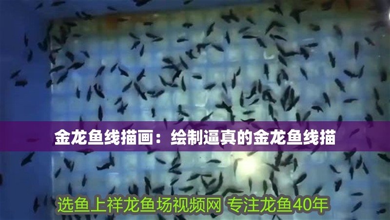 金龍魚線描畫：繪制逼真的金龍魚線描
