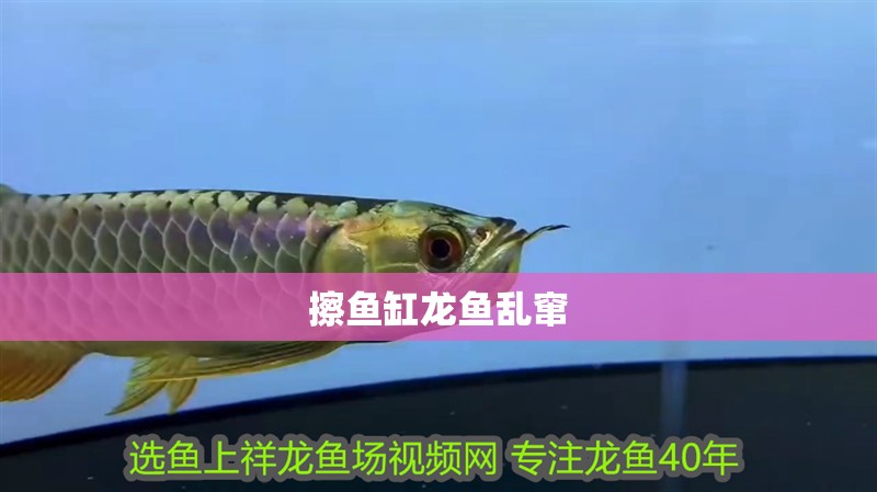 擦魚缸龍魚亂竄