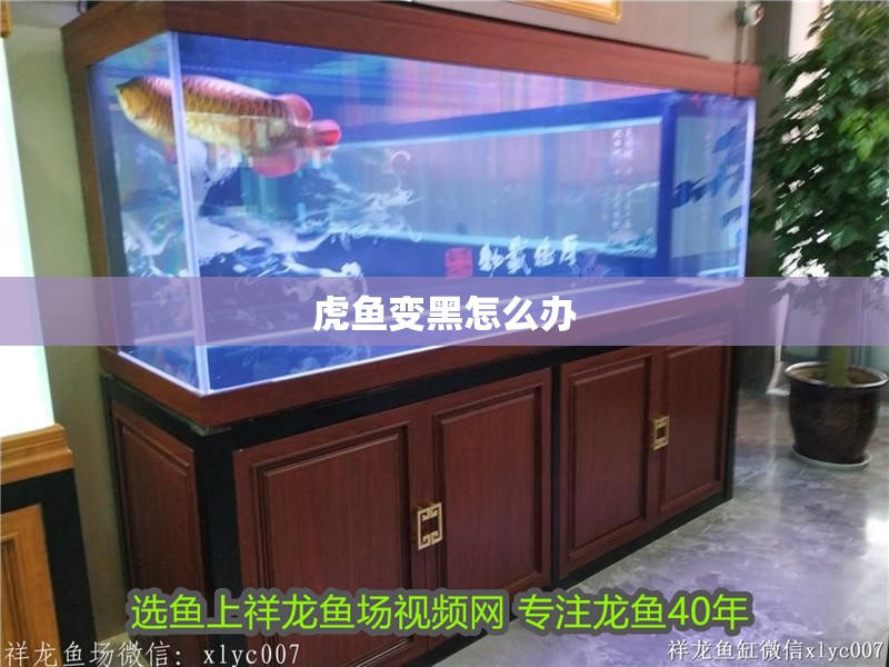虎魚變黑怎么辦