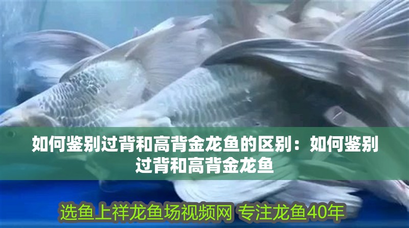 如何鑒別過背和高背金龍魚的區別：如何鑒別過背和高背金龍魚