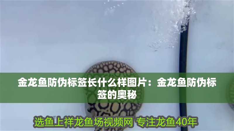 金龍魚防偽標簽長什么樣圖片：金龍魚防偽標簽的奧秘