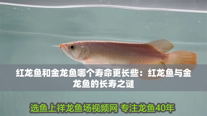 紅龍魚和金龍魚哪個壽命更長些：紅龍魚與金龍魚的長壽之謎