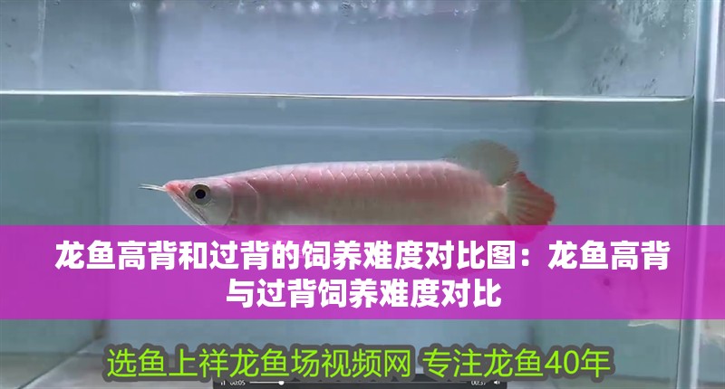龍魚(yú)高背和過(guò)背的飼養(yǎng)難度對(duì)比圖：龍魚(yú)高背與過(guò)背飼養(yǎng)難度對(duì)比