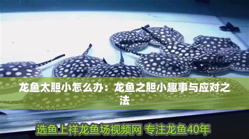 龍魚太膽小怎么辦：龍魚之膽小趣事與應對之法