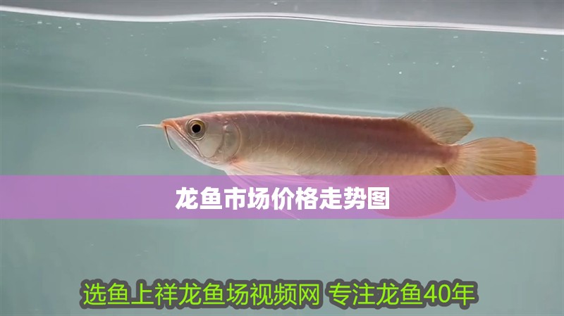龍魚市場價格走勢圖