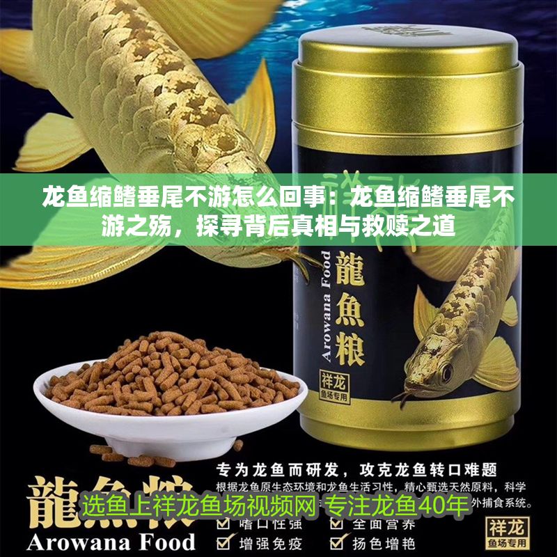 龍魚縮鰭垂尾不游怎么回事：龍魚縮鰭垂尾不游之殤，探尋背后真相與救贖之道
