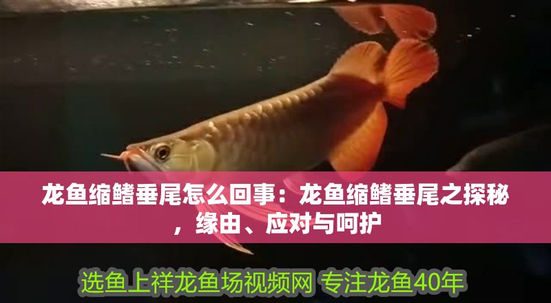 龍魚縮鰭垂尾怎么回事：龍魚縮鰭垂尾之探秘，緣由、應(yīng)對與呵護