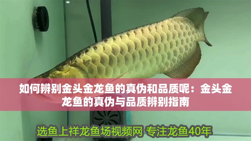 如何辨別金頭金龍魚的真?zhèn)魏推焚|(zhì)呢：金頭金龍魚的真?zhèn)闻c品質(zhì)辨別指南