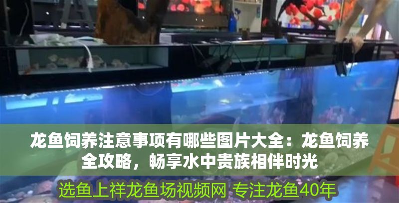 龍魚飼養注意事項有哪些圖片大全：龍魚飼養全攻略，暢享水中貴族相伴時光