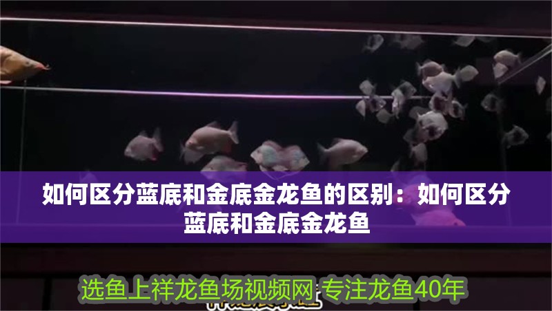如何區分藍底和金底金龍魚的區別：如何區分藍底和金底金龍魚