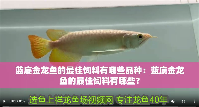 藍(lán)底金龍魚的最佳飼料有哪些品種：藍(lán)底金龍魚的最佳飼料有哪些？