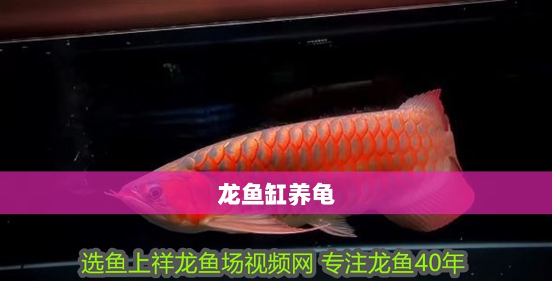 龍魚缸養龜