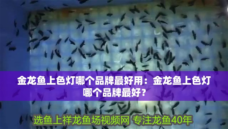 金龍魚上色燈哪個品牌最好用：金龍魚上色燈哪個品牌最好？