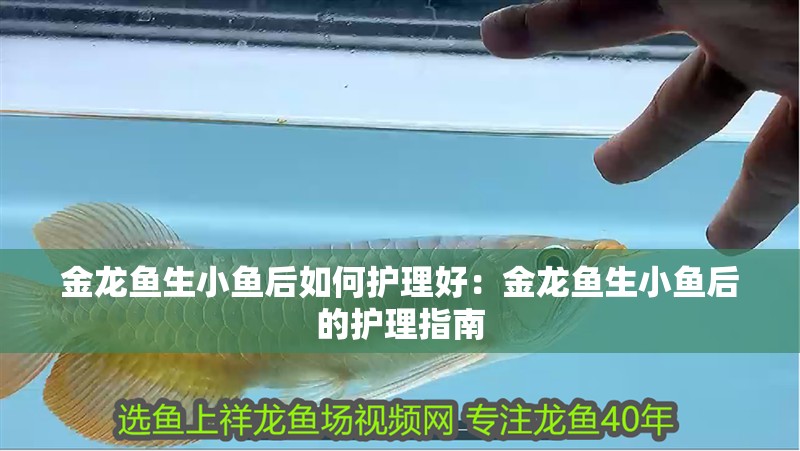 金龍魚生小魚后如何護理好：金龍魚生小魚后的護理指南