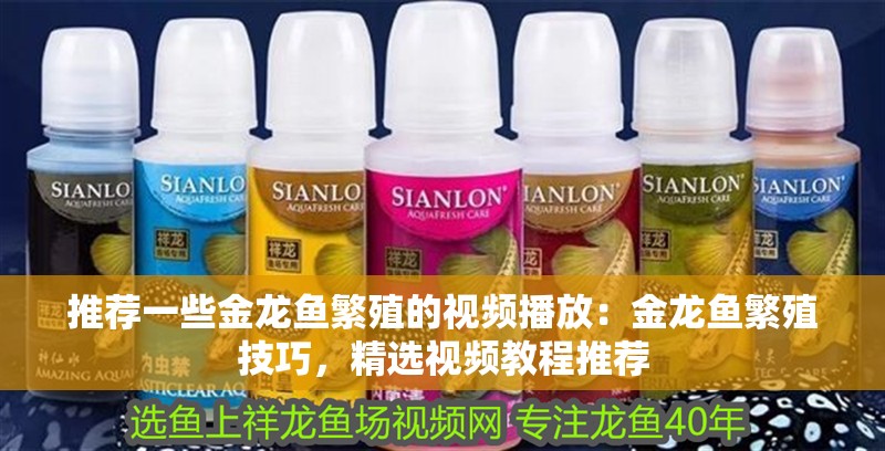 推薦一些金龍魚繁殖的視頻播放：金龍魚繁殖技巧，精選視頻教程推薦