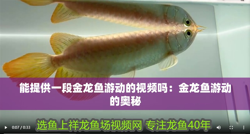 能提供一段金龍魚游動的視頻嗎：金龍魚游動的奧秘