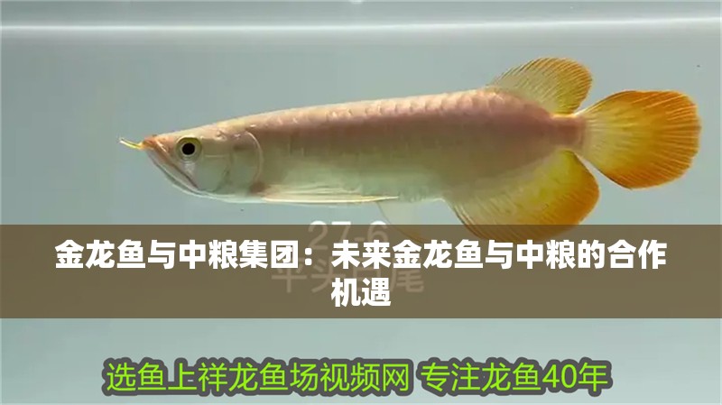 金龍魚與中糧集團：未來金龍魚與中糧的合作機遇
