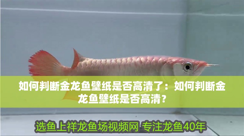 如何判斷金龍魚壁紙是否高清了：如何判斷金龍魚壁紙是否高清？