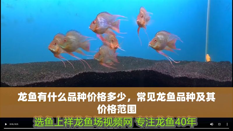 龍魚有什么品種價格多少，常見龍魚品種及其價格范圍