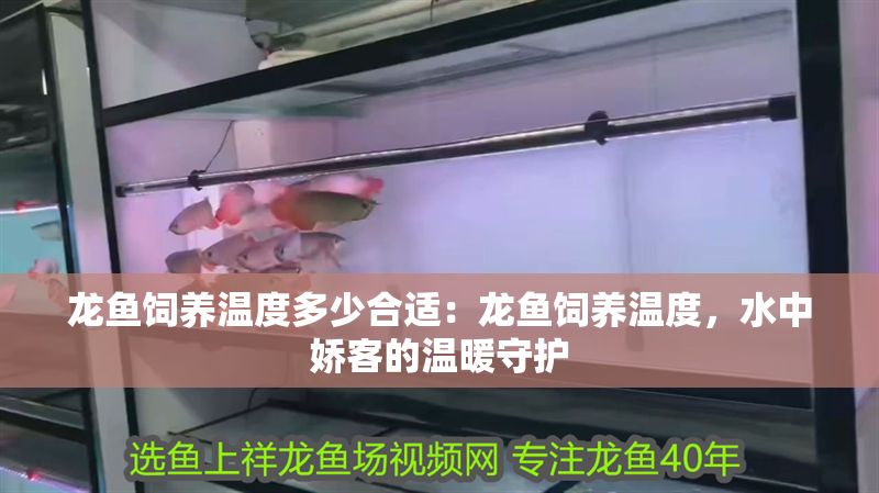 龍魚飼養溫度多少合適：龍魚飼養溫度，水中嬌客的溫暖守護