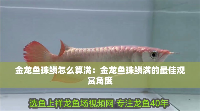 金龍魚珠鱗怎么算滿：金龍魚珠鱗滿的最佳觀賞角度