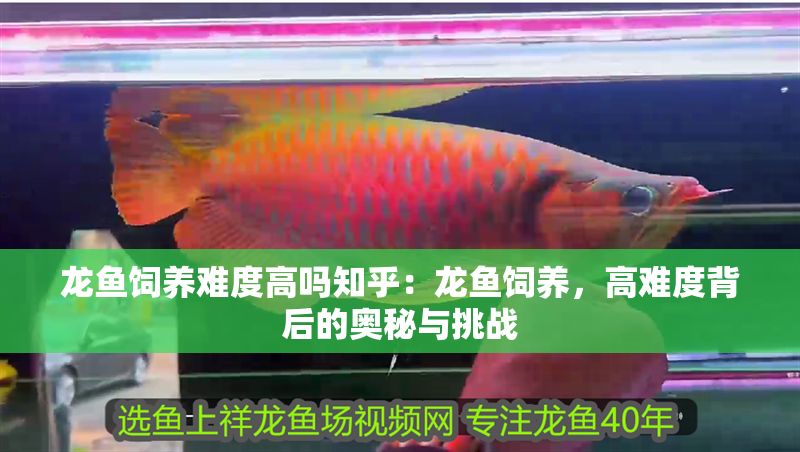 龍魚飼養難度高嗎知乎：龍魚飼養，高難度背后的奧秘與挑戰