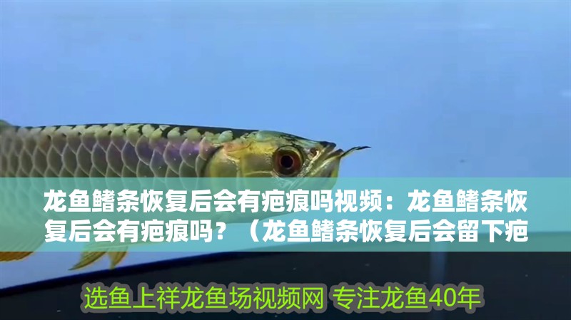 龍魚鰭條恢復后會有疤痕嗎視頻：龍魚鰭條恢復后會有疤痕嗎？（龍魚鰭條恢復后會留下疤痕嗎？）