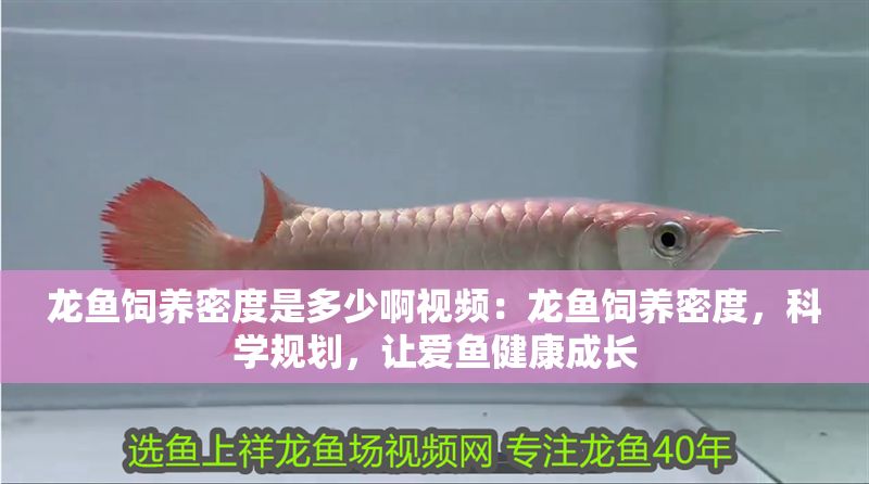 龍魚飼養密度是多少啊視頻：龍魚飼養密度，科學規劃，讓愛魚健康成長