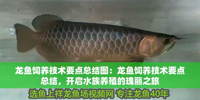 龍魚飼養技術要點總結圖：龍魚飼養技術要點總結，開啟水族養殖的瑰麗之旅